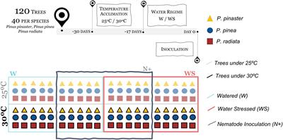 Differential Impact of the Pinewood Nematode on Pinus Species Under Drought Conditions